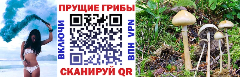 Галлюциногенные грибы Psilocybe Москва